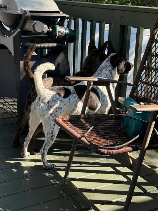 Two dogs on a deck, one spotted and one brindle, near a grill and a chair, looking to the side.