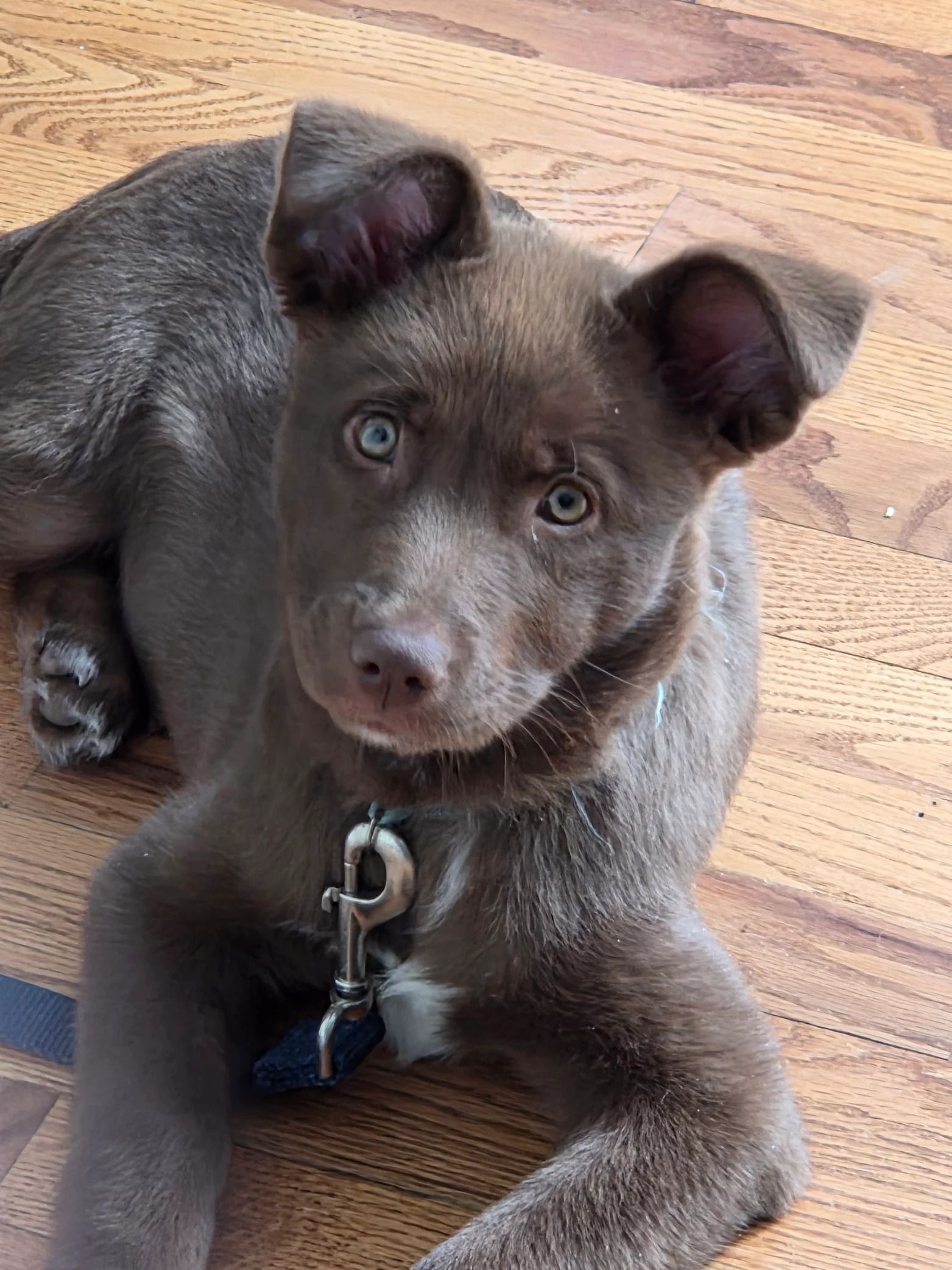 Brown puppy lying on a wooden floor, looking up with a curious expression and wearing a collar.
