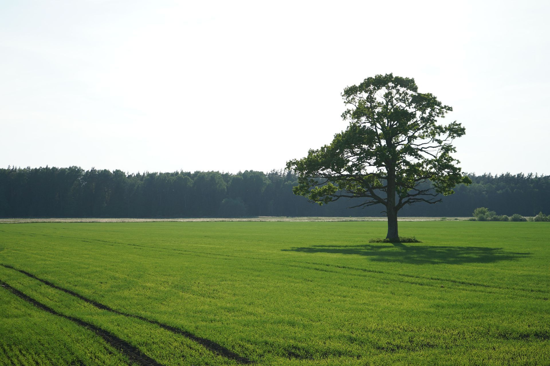 land clearing services