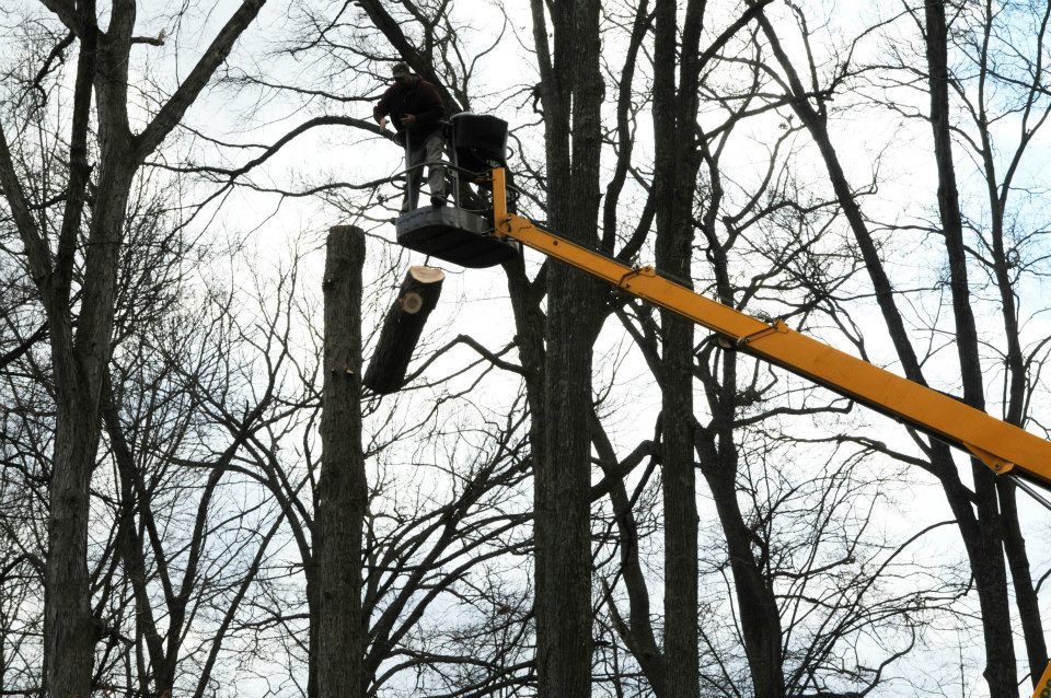 Tree cutting