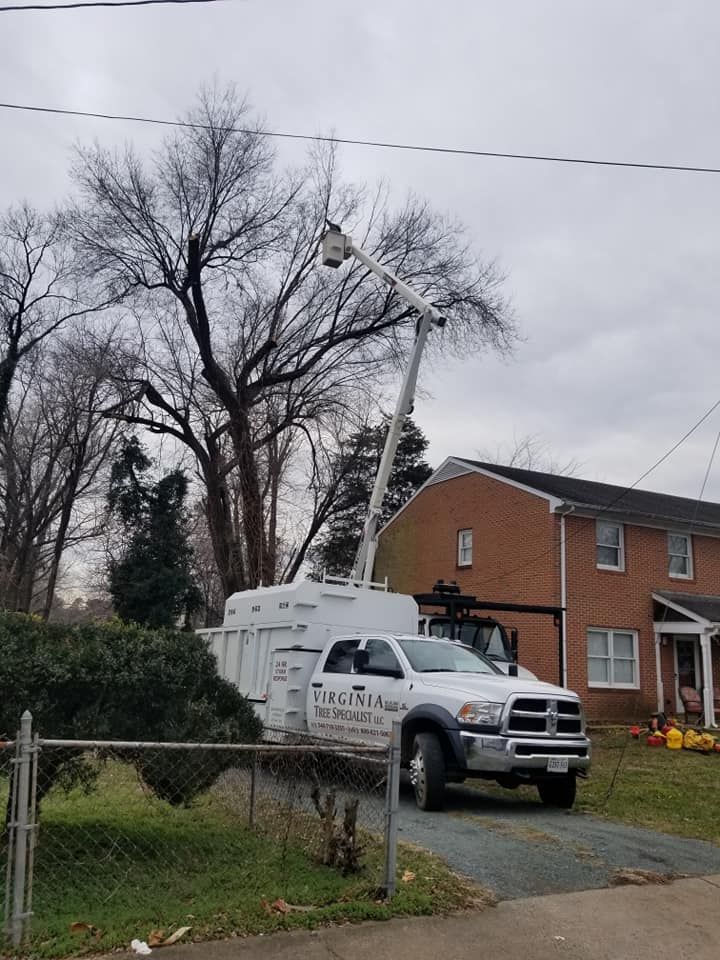 Tree trimming