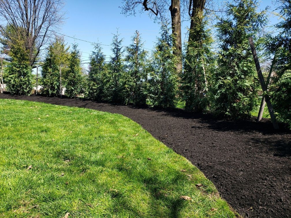 A row of green evergreen trees planted behind a freshly mulched garden bed bordering a green lawn on a sunny day.