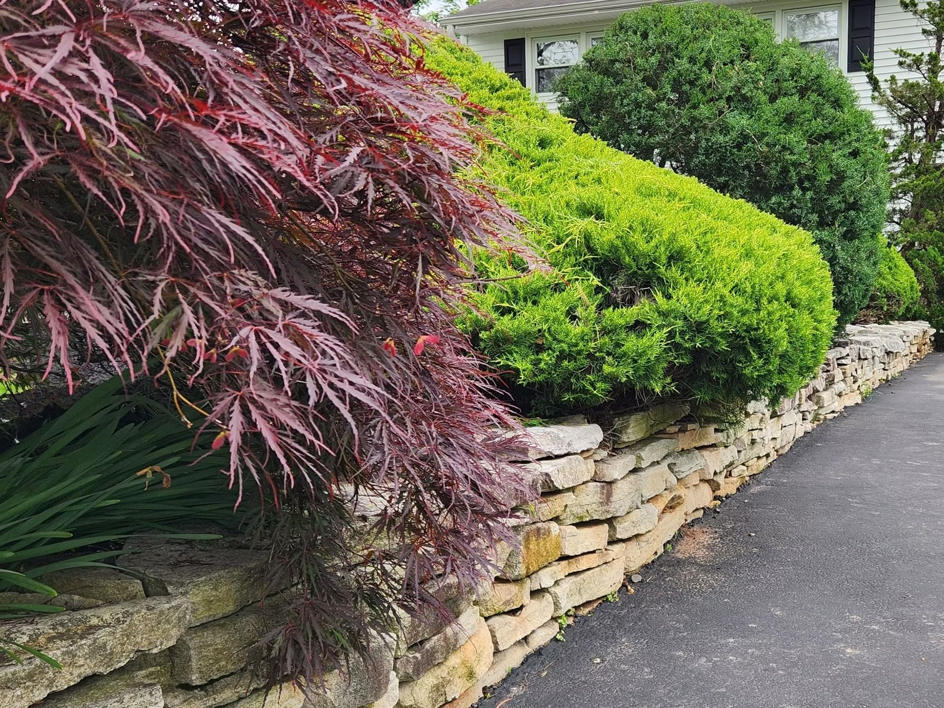 A stone retaining wall along a driveway, featuring a purple Japanese maple and bright green hedge shrubs.