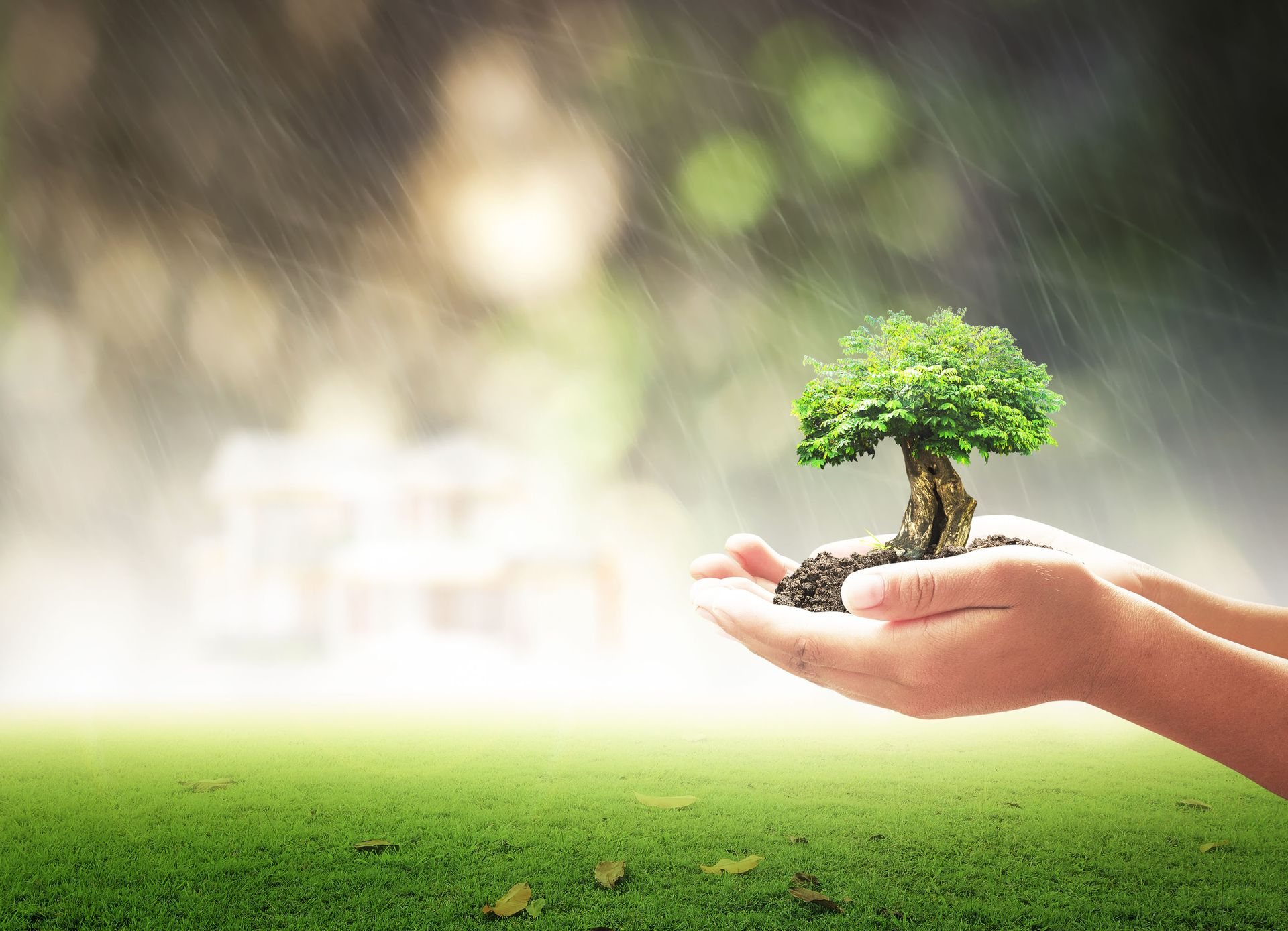 Hands cupped together holding a small, vibrant green tree against a soft-focus background of rain and grass.