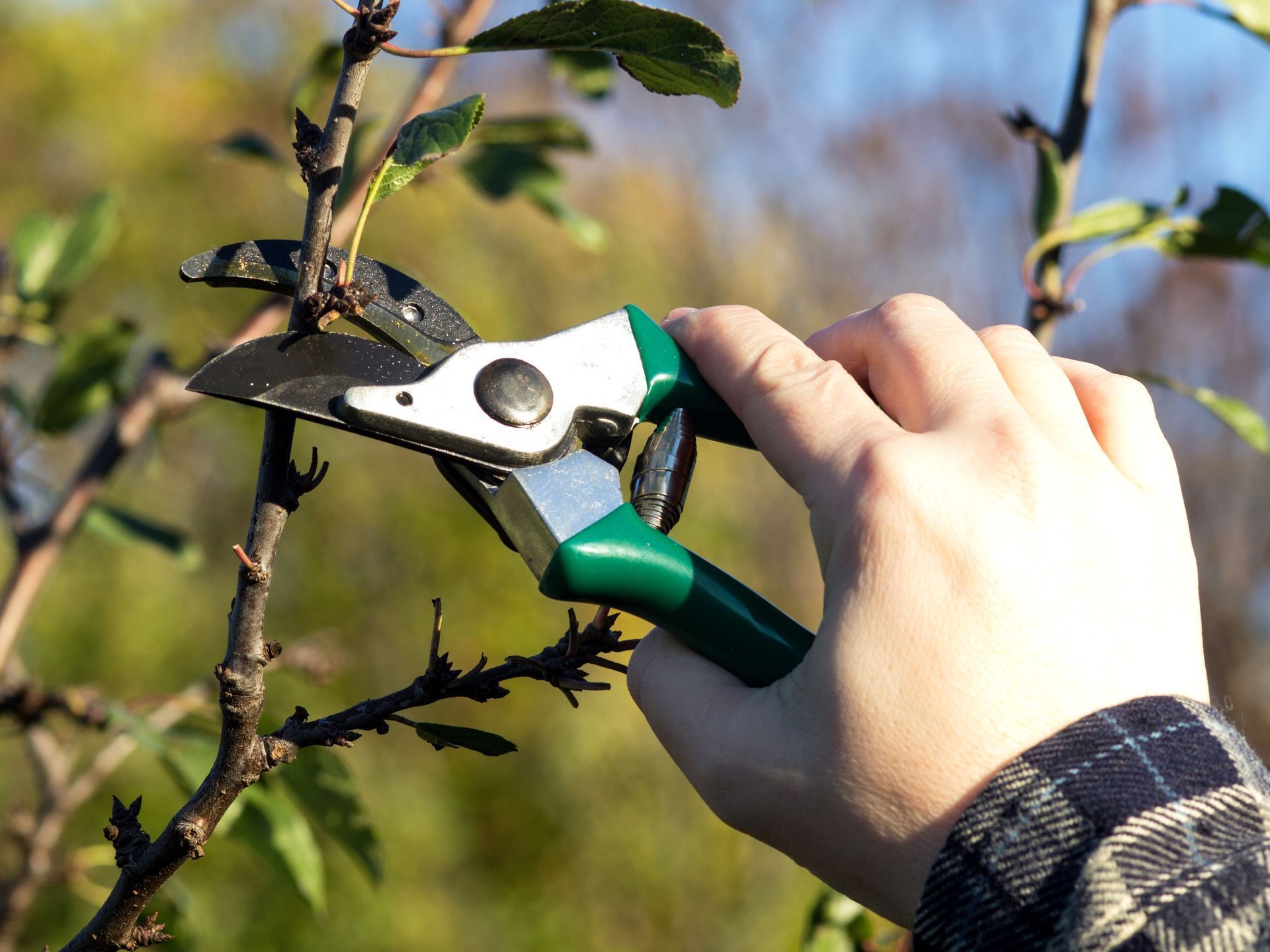 A hand uses green and silver pruning shears to trim a small branch on a tree outdoors.