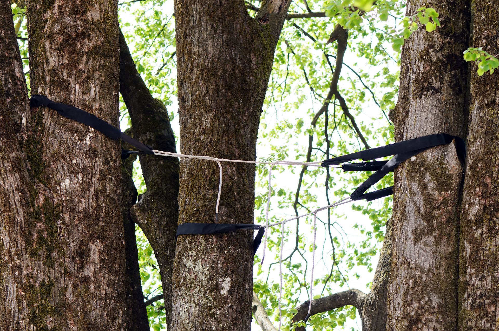 Black straps and white ropes tied between three tree trunks in a wooded setting.