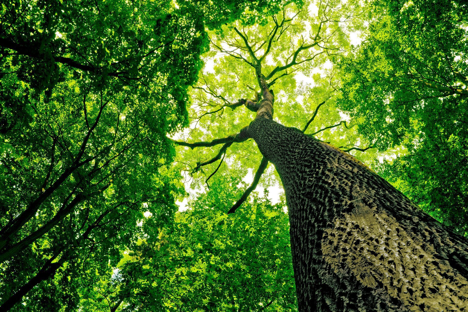 How Healthy Trees Can Still Pose a Danger