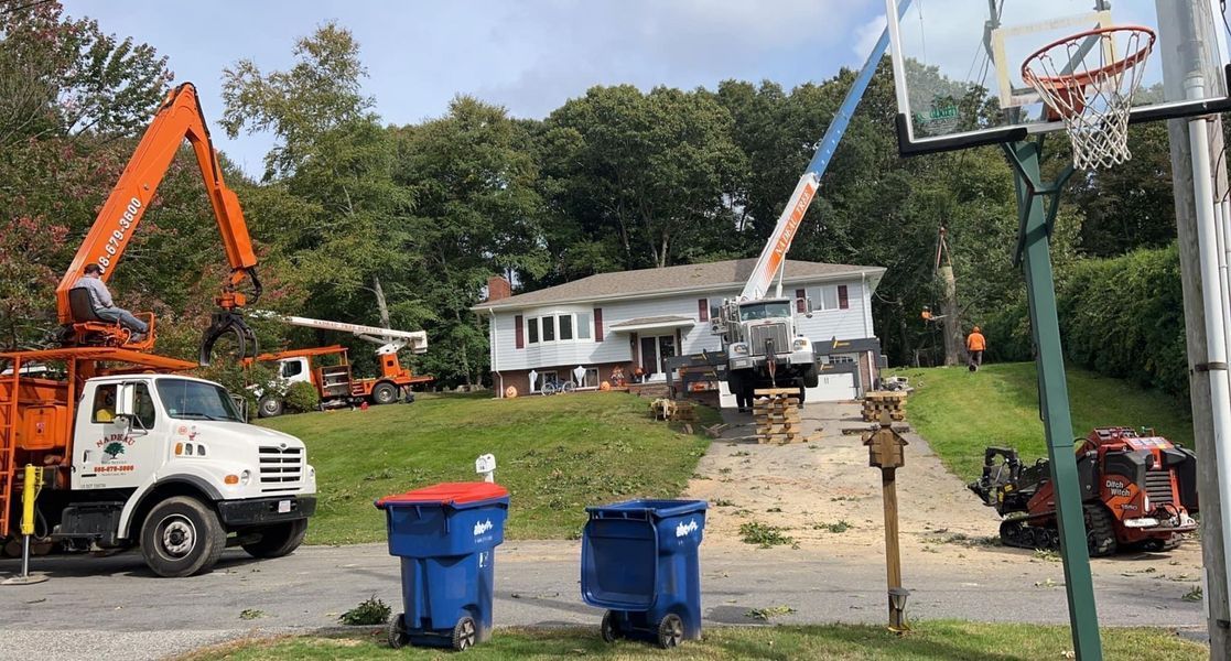 Tree service equipment and trucks operate on a grassy residential lawn near a house, with blue trash bins in the foreground.