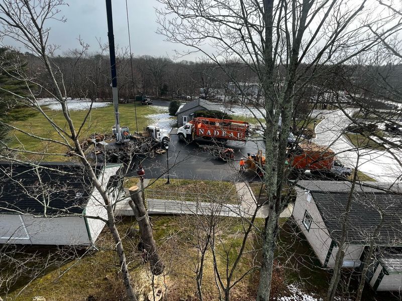 A crane works on tree removal at a property with two small buildings, a paved driveway, and scattered snow.
