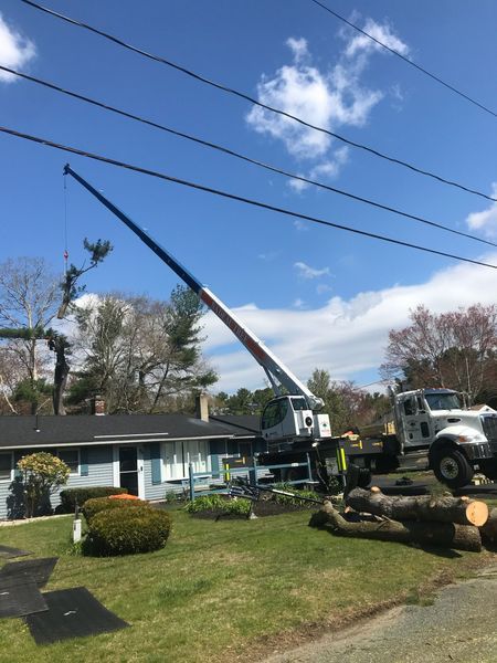 A crane parked in a residential front yard lifts a tree section, with logs resting on the grass near a blue house.