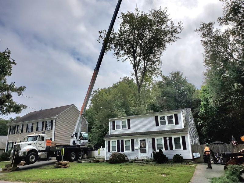 A large crane truck is parked in a residential front yard to remove a tall tree overhanging a house.
