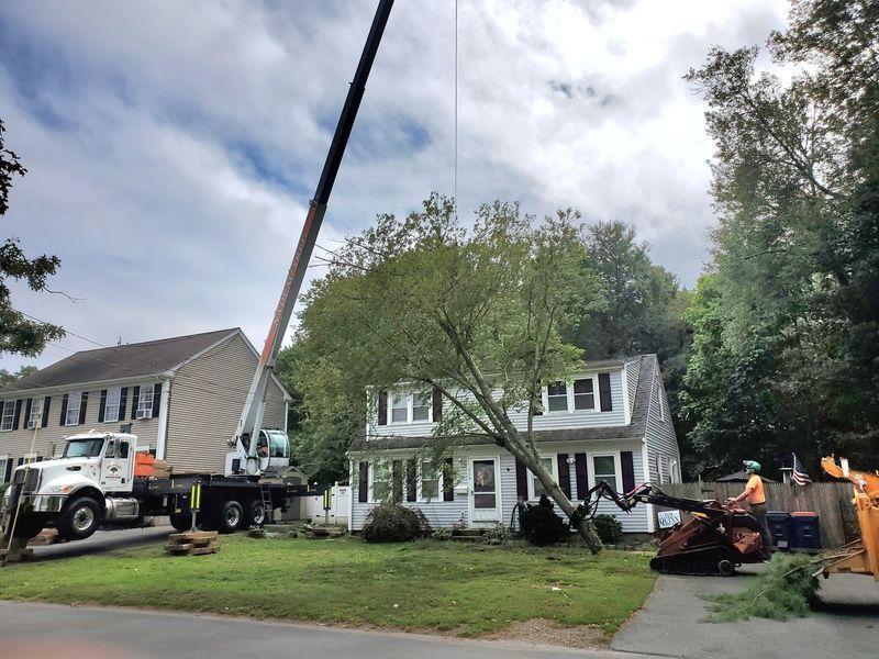 A crane lifts a large tree away from a two-story house in a residential neighborhood while a worker operates machinery.