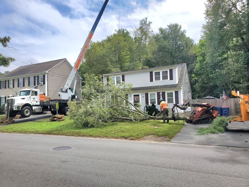 A white crane truck and tracked vehicle remove a fallen tree from the lawn of a residential home.