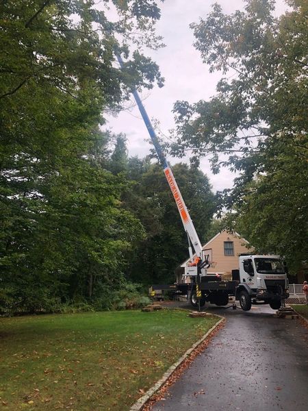 A white bucket truck with an extended boom arm reaches high into the branches of large trees next to a house.