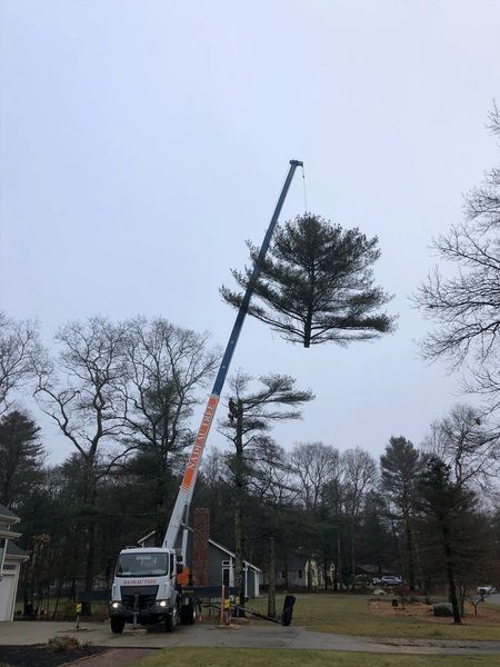 A crane holds the cut treetop of a pine tree above the remaining trunk in a residential yard.
