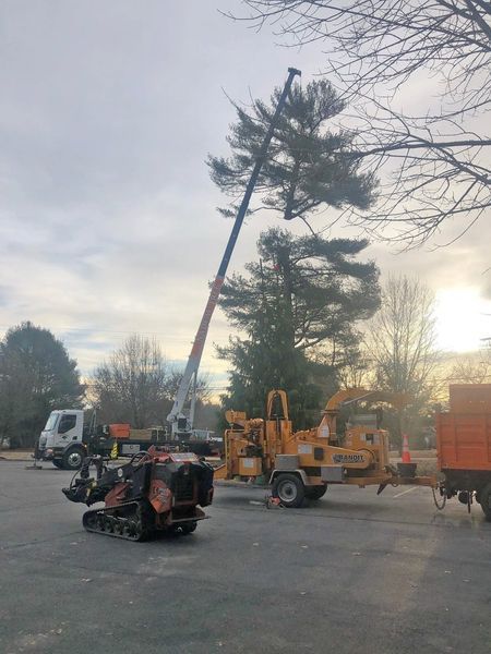 A crane, a wood chipper, and a skid steer operate in a parking lot to perform tree maintenance on a tall pine.
