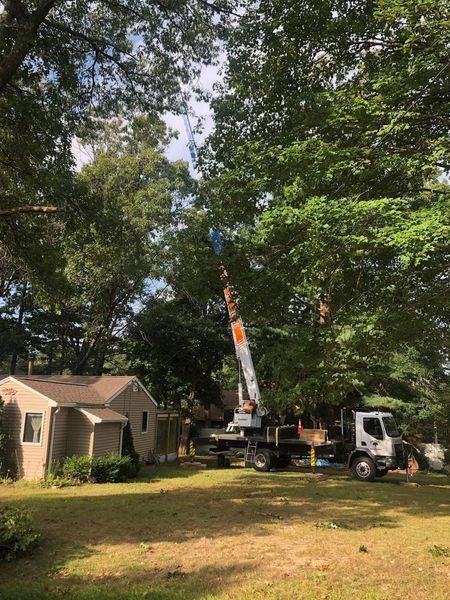A crane truck operates in a grassy yard, lifting a large tree branch near a residential house.