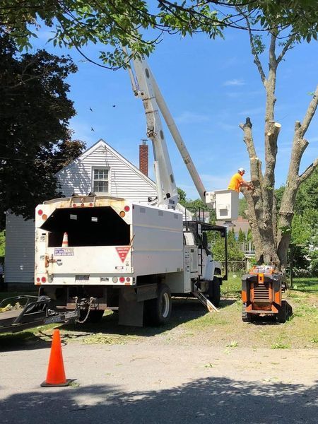 A worker in a bucket truck trimming a tree next to a white house on a sunny day.