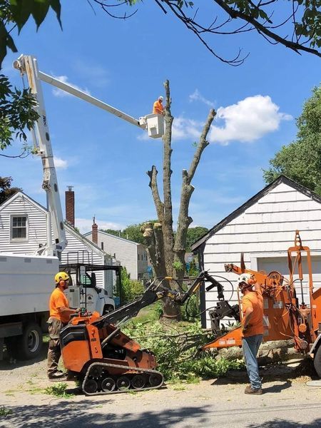 Workers in orange shirts use a bucket truck and a tracked loader to remove a tall tree in a residential backyard.