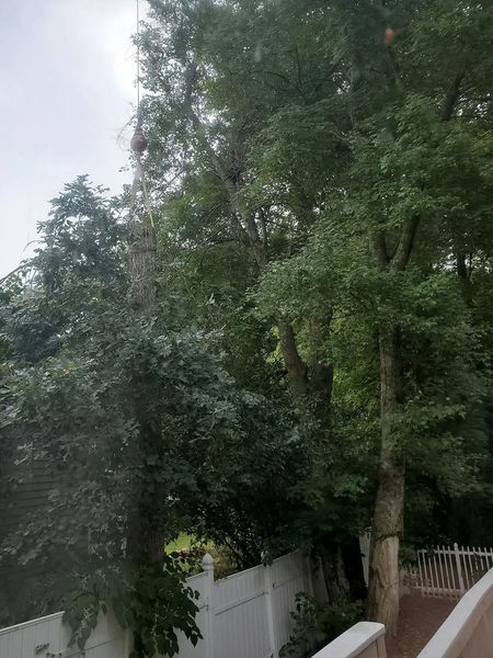 Dense green trees rise above a white picket fence under a bright, overcast sky.