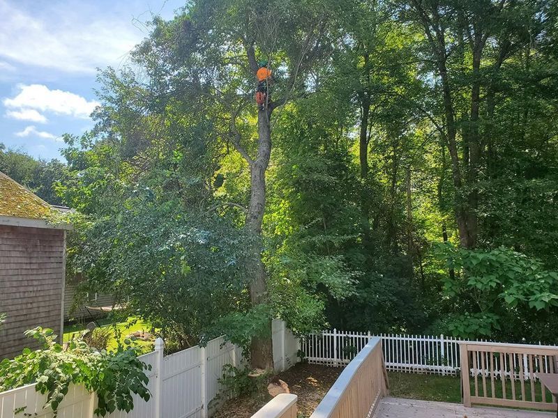 An arborist in a high-visibility vest climbs a tall, pruned tree in a residential backyard next to a white fence.