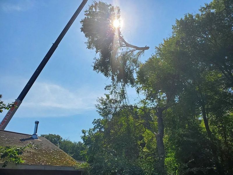 A crane lifts a large tree branch away from a house roof against a bright sunlit sky.