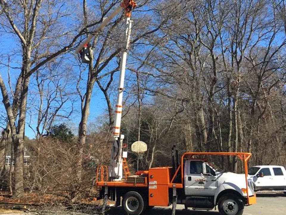 An orange bucket truck with an extended boom lifts a worker toward the trees under a clear blue sky.