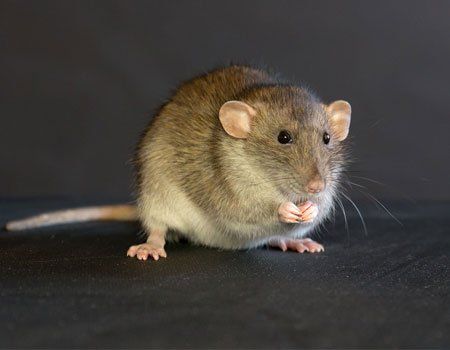 Rodent Removal