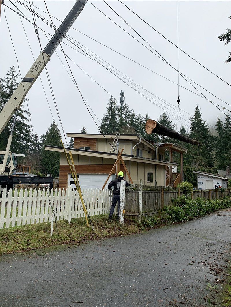 Tree emergency service