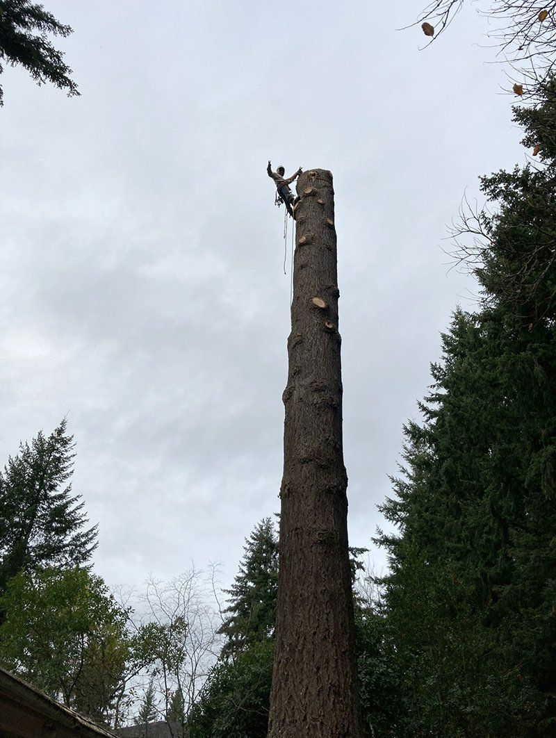 Tree removal service