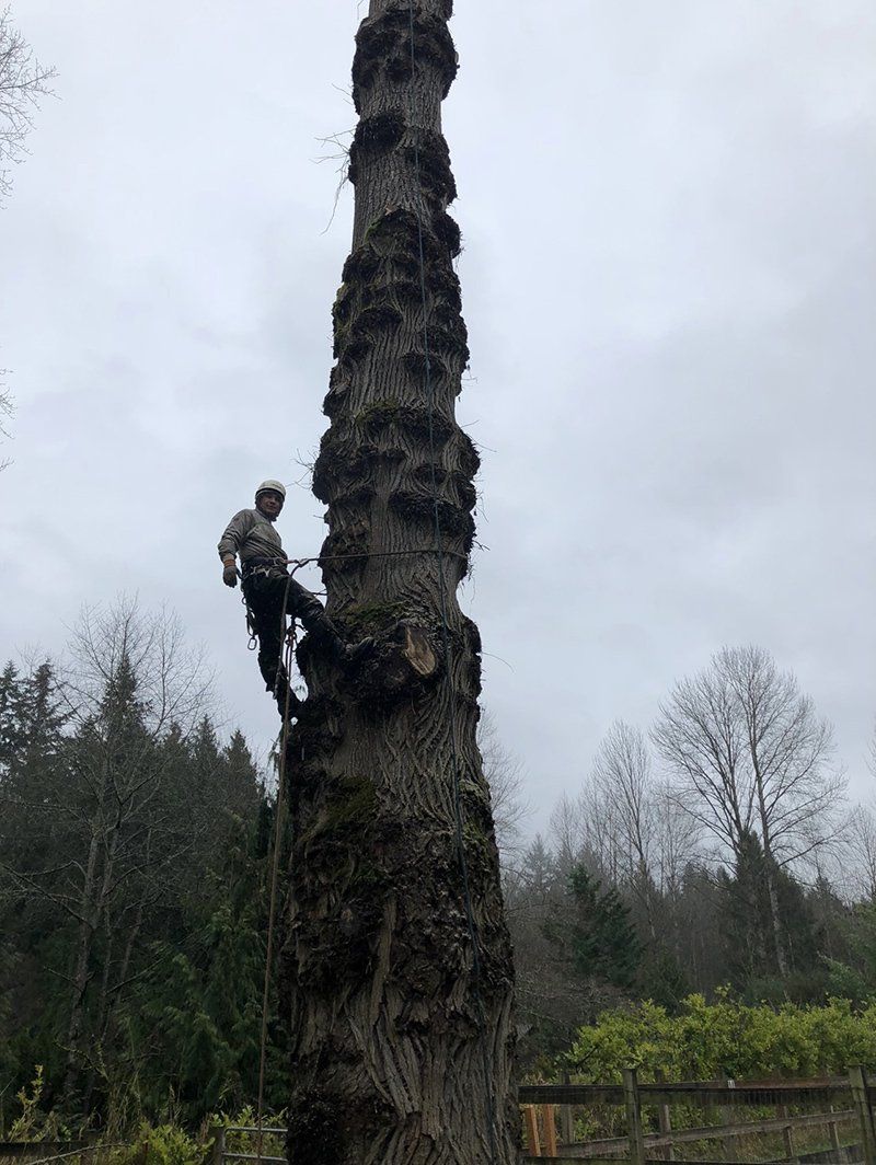 Tree removal service