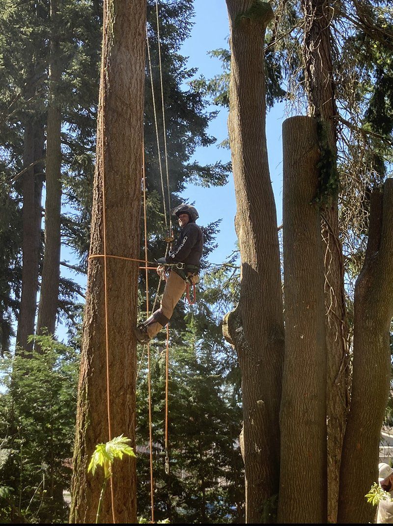 Tree removal service
