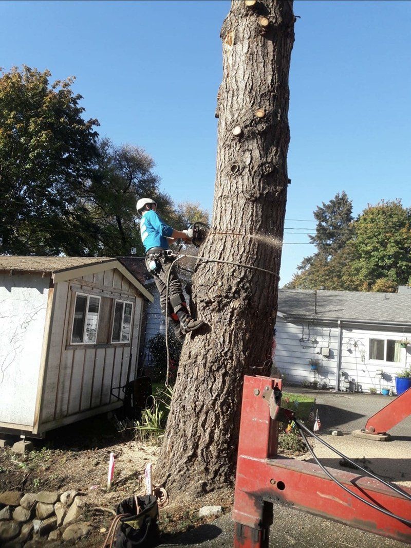 Tree removal service