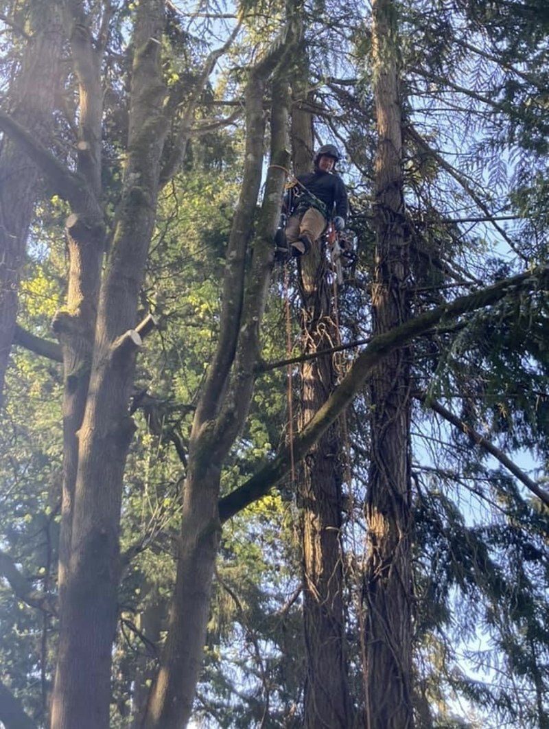 Tree service