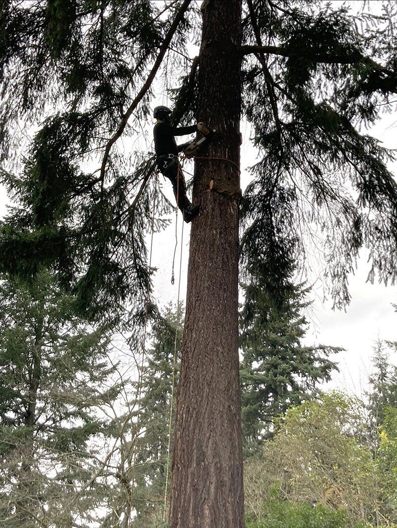 Tree service