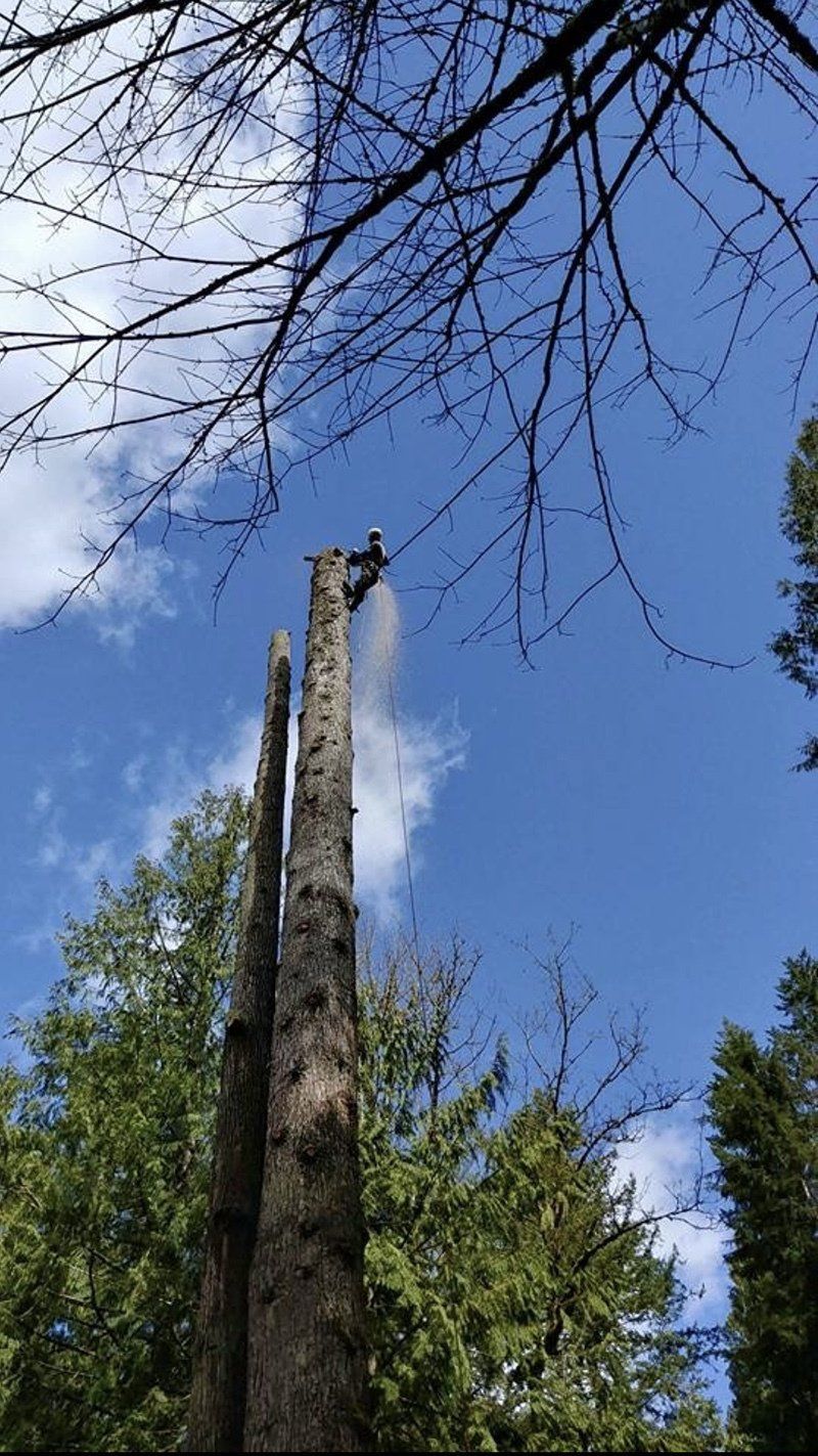 Tree service