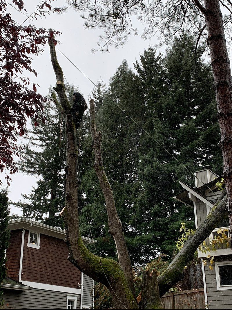 Tree service