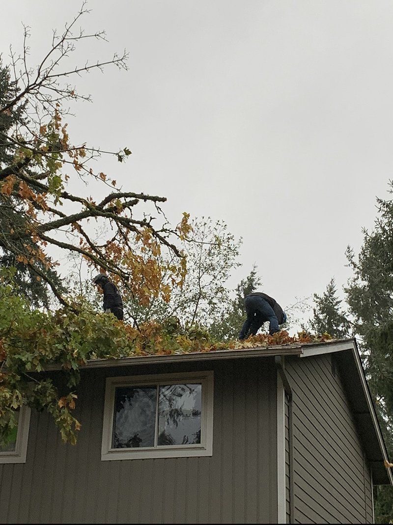 Tree service