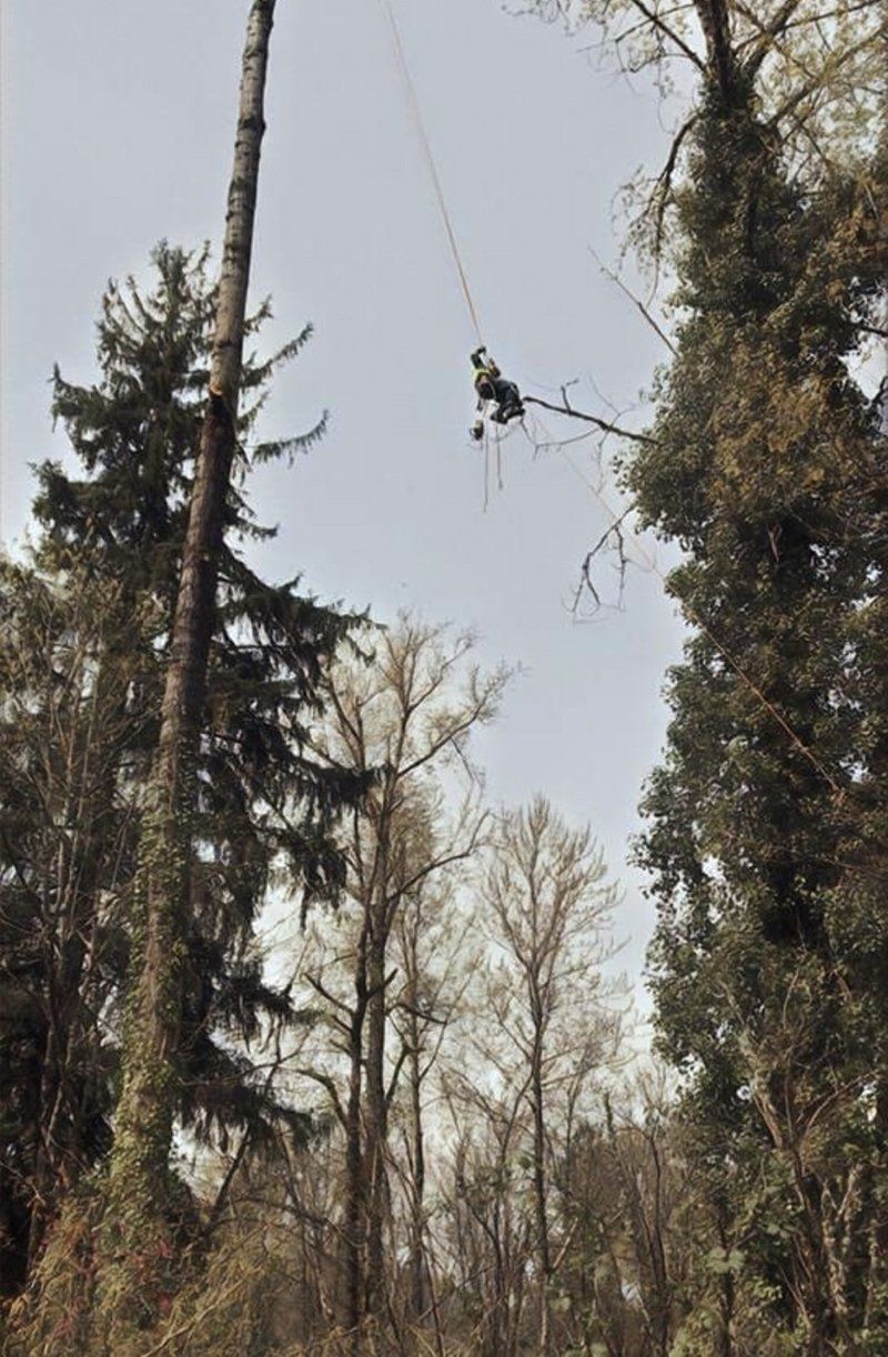 Tree service