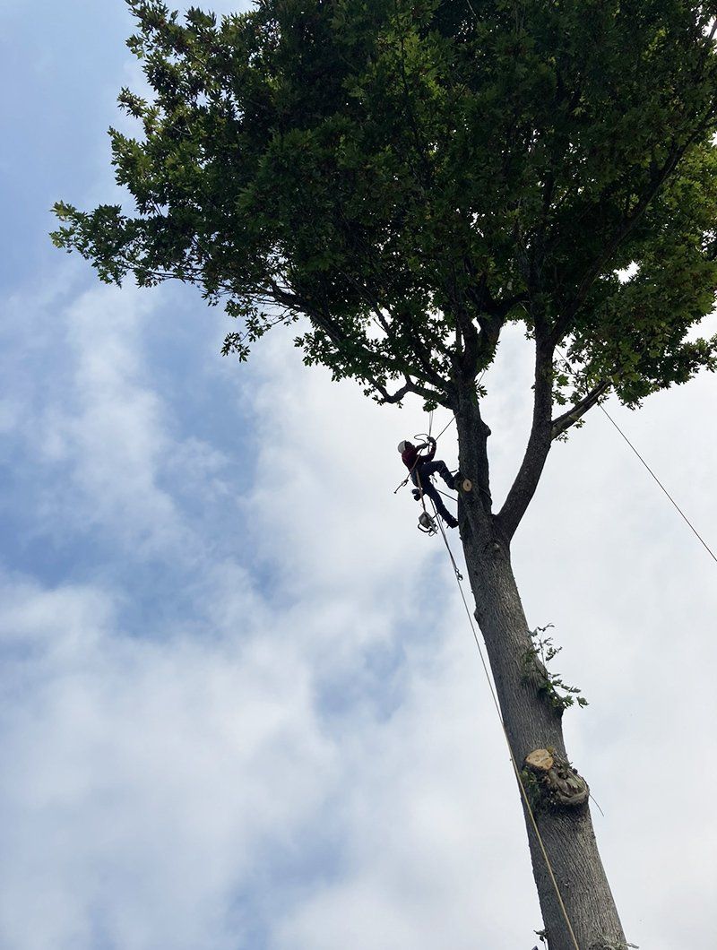 Tree service