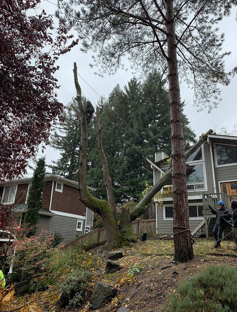 Tree removal service