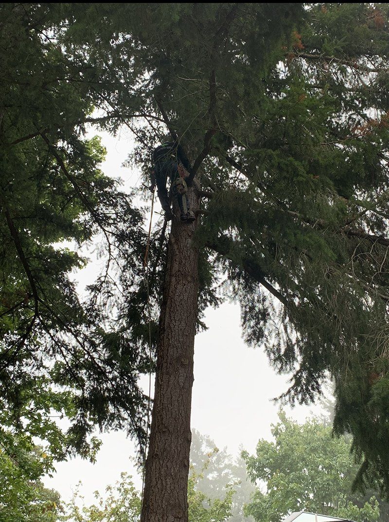 Tree service