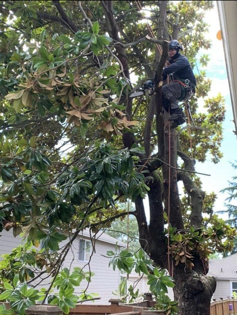 Tree service