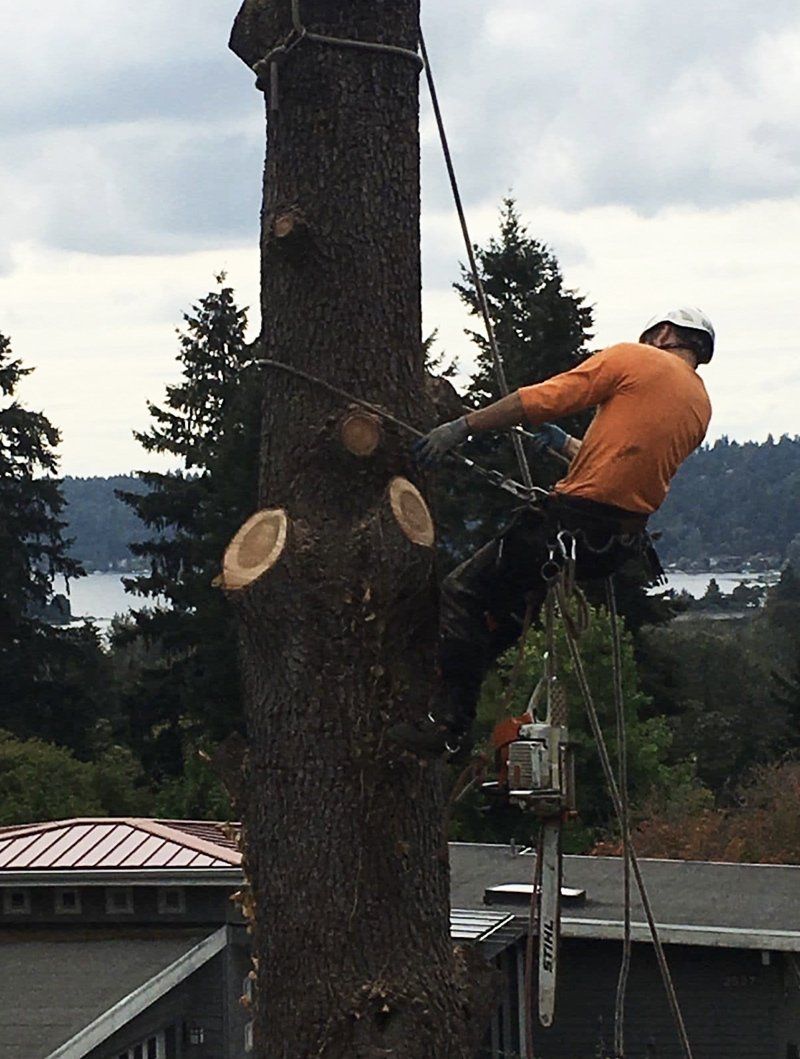 Tree service