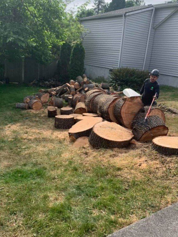 Tree removal service