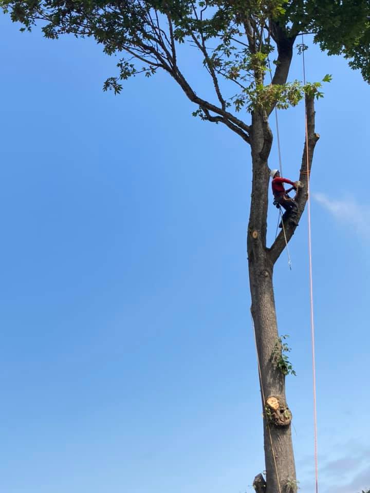 Tree service