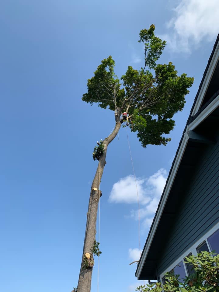 Tree service