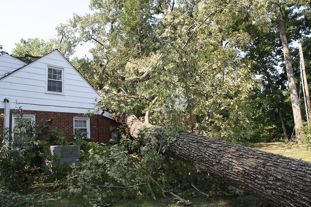 Tree removal services