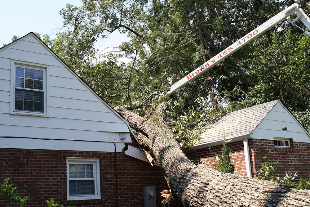 Tree removal services