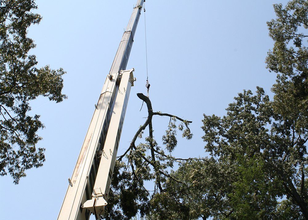 Tree removal services
